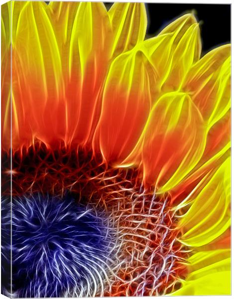 Sunflower Canvas Print by Alice Gosling