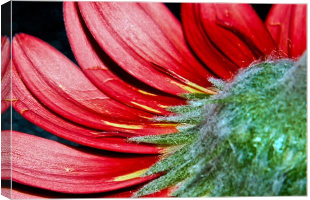 Red Gerbera Canvas Print by Alice Gosling