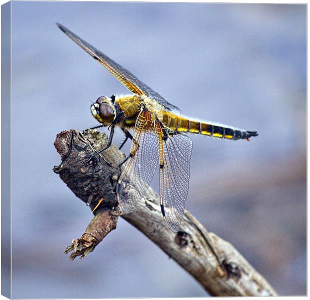 Four-spotted Chaser Dragonfly - Libellula quadrima Canvas Print by Alice Gosling
