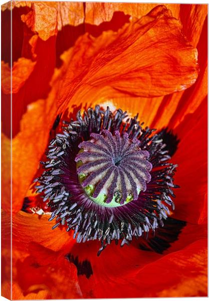 Poppy Head Canvas Print by Alice Gosling