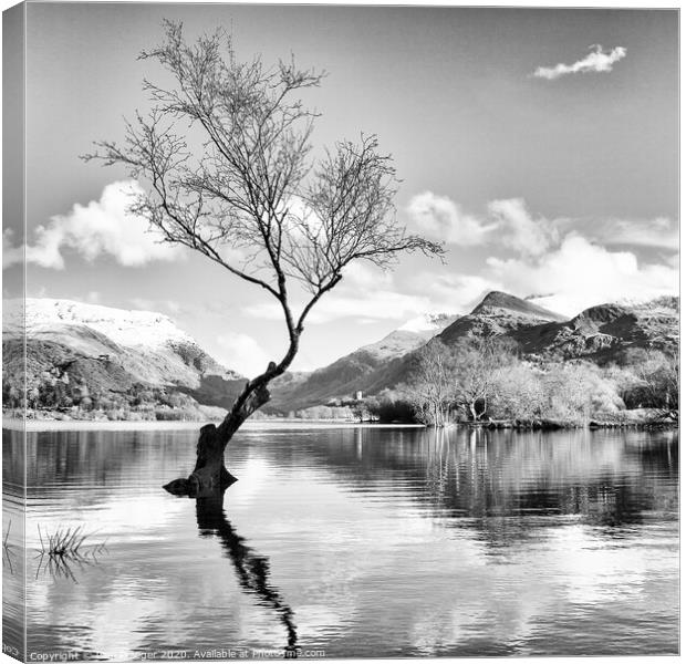 Lone tree  Canvas Print by Paul Praeger