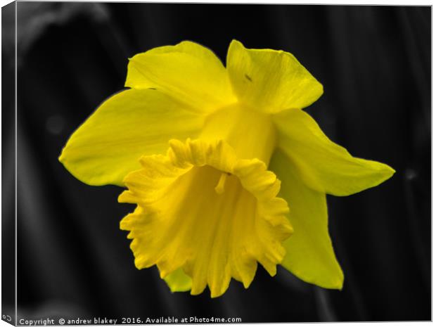 Daffodil color popped Canvas Print by andrew blakey