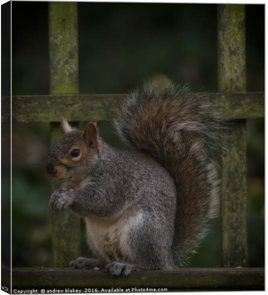 Squirrel eating nuts Canvas Print by andrew blakey