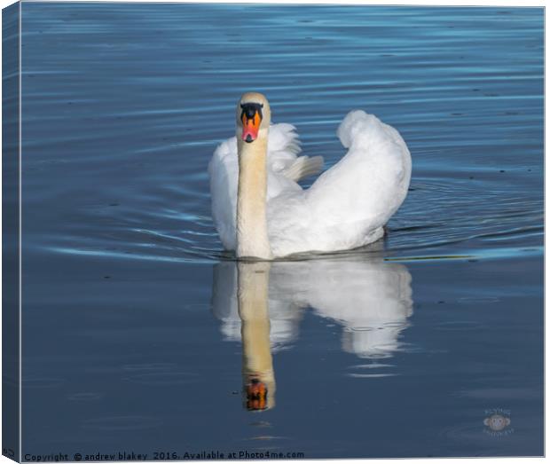 Swan in a rain shower Canvas Print by andrew blakey