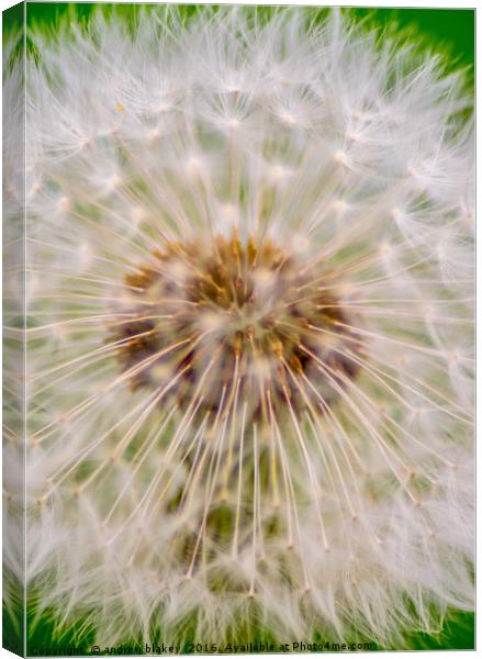 Dandelion Canvas Print by andrew blakey