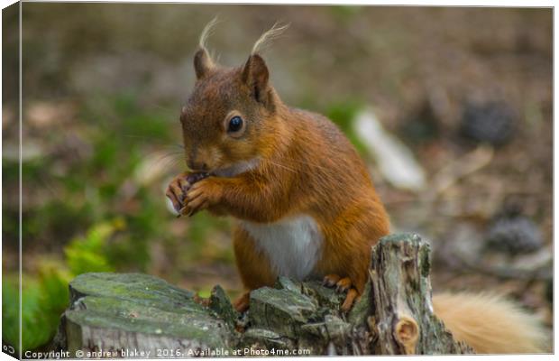 Red Squirrel Canvas Print by andrew blakey