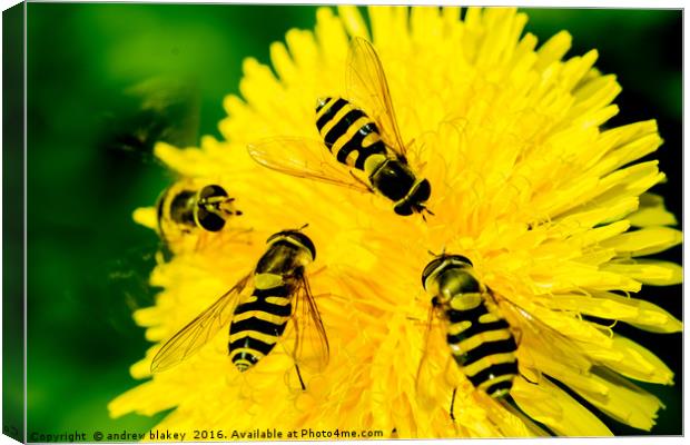 Hover Flies on a flower Canvas Print by andrew blakey