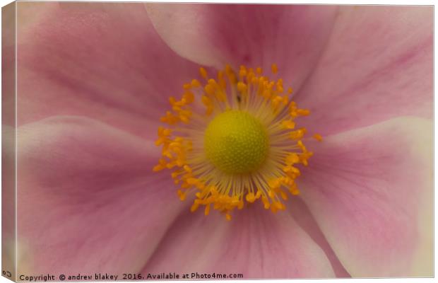 Japanese Anemone Canvas Print by andrew blakey