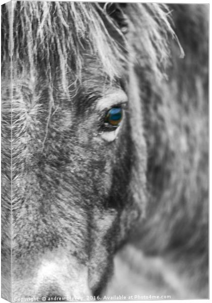 Exmoor Pony Canvas Print by andrew blakey