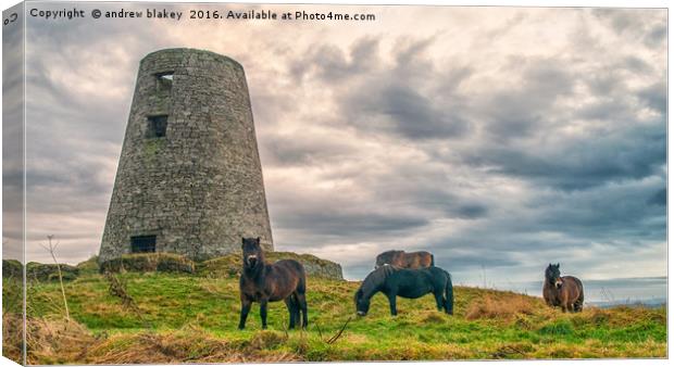 Exmoor Ponies at Cleadon Mill Canvas Print by andrew blakey