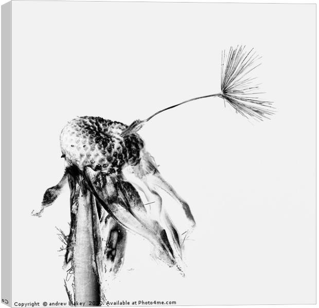 The Final Goodbye of a Dandelion Canvas Print by andrew blakey