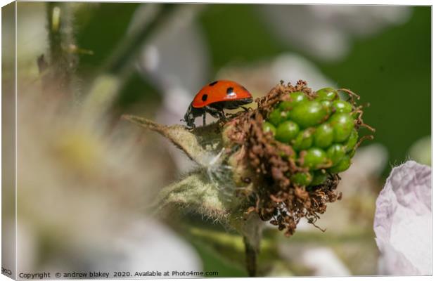 Vibrant Ladybird on a Blossoming Plant Canvas Print by andrew blakey