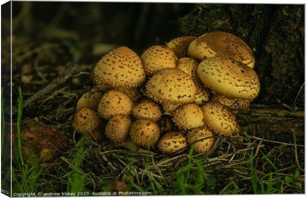 Enchanted Forest Fungi Canvas Print by andrew blakey