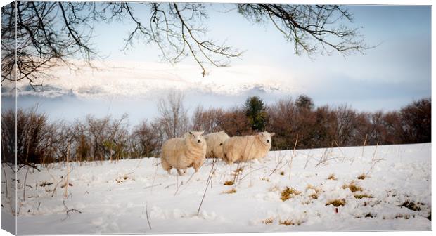 Winter Wool Canvas Print by Richard Downs