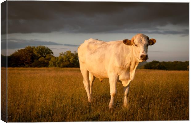 Rural Evening Sunlight Canvas Print by Richard Downs