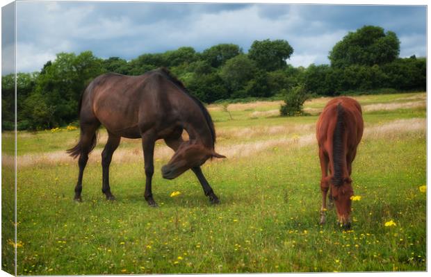 Horse Heaven Canvas Print by Richard Downs