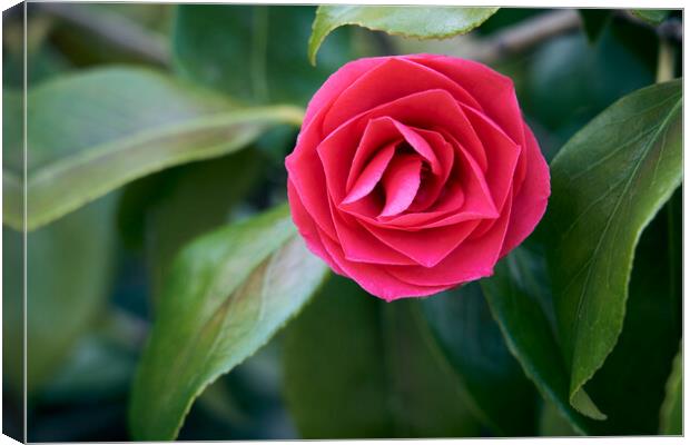 Camelia flower Canvas Print by Richard Downs