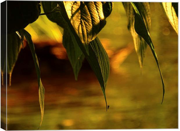 a summer fly  Canvas Print by chris elgood
