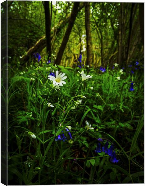  foxley flowers Canvas Print by chris elgood