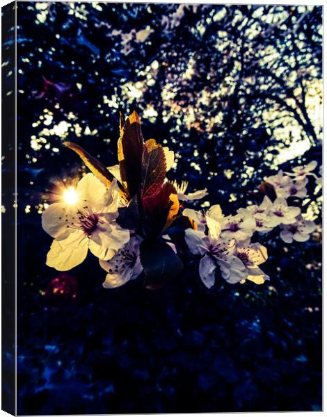 spark of spring Canvas Print by chris elgood