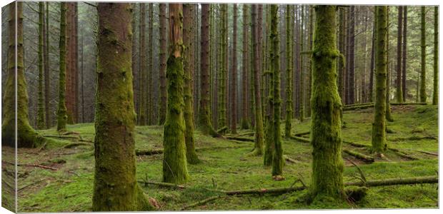 The Mossy Forest Canvas Print by Eirik Sørstrømmen