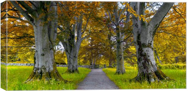 A Tree Alleyway in The Autumn Canvas Print by Eirik Sørstrømmen
