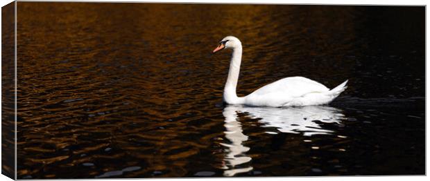 A Swan in The Lake Canvas Print by Eirik Sørstrømmen