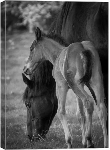 Phoenix and Mum Canvas Print by Willie Cowie