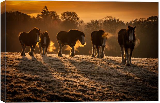 Clydesdale Sunrise Canvas Print by Willie Cowie