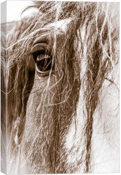 High Key Clydesdale Canvas Print by Willie Cowie