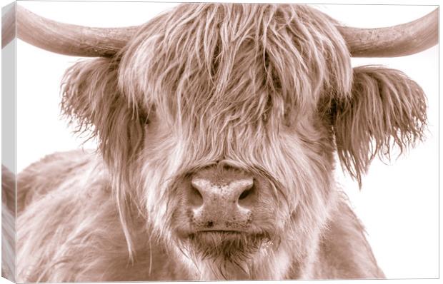 Hairy Coo Collection 2 of 7 Canvas Print by Willie Cowie