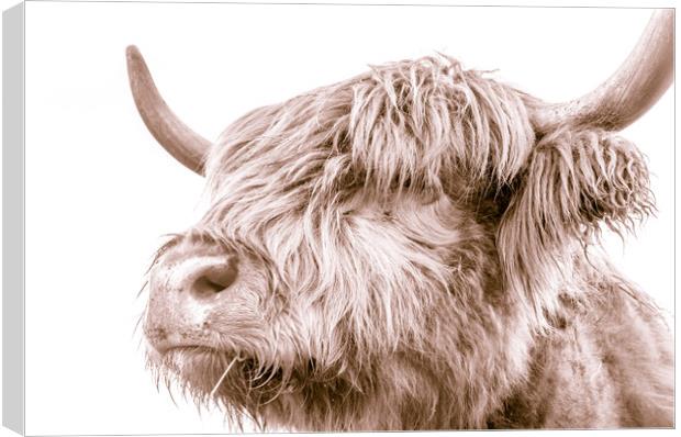 Hairy Coo Collection 3 of 7 Canvas Print by Willie Cowie
