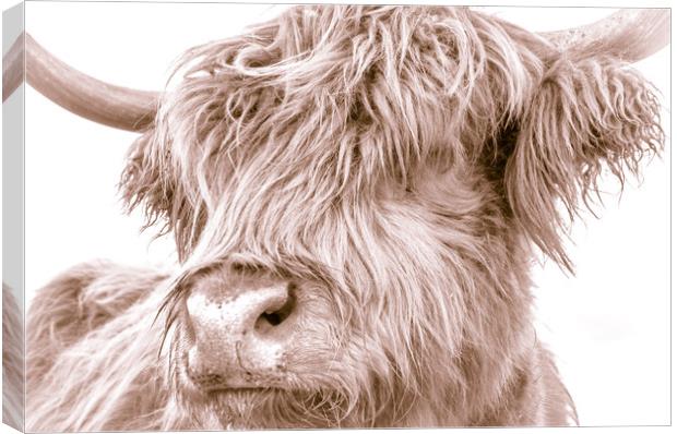 Hairy Coo Collection 5 of 7 Canvas Print by Willie Cowie