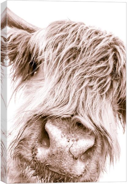 Hairy Coo Collection 6 of 7 Canvas Print by Willie Cowie