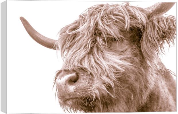 Hairy Coo Collection 7 of 7 Canvas Print by Willie Cowie
