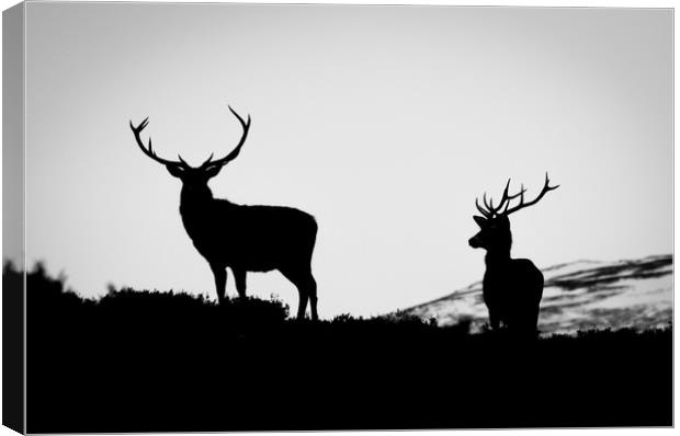 Red Deer Stags Canvas Print by Willie Cowie