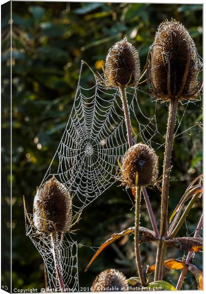 Spiders, Web Thistles and Morning Dew Canvas Print by Pete Watson