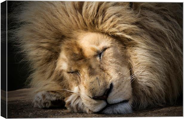 The Lion Sleeps Tonight Canvas Print by Darren Willmin