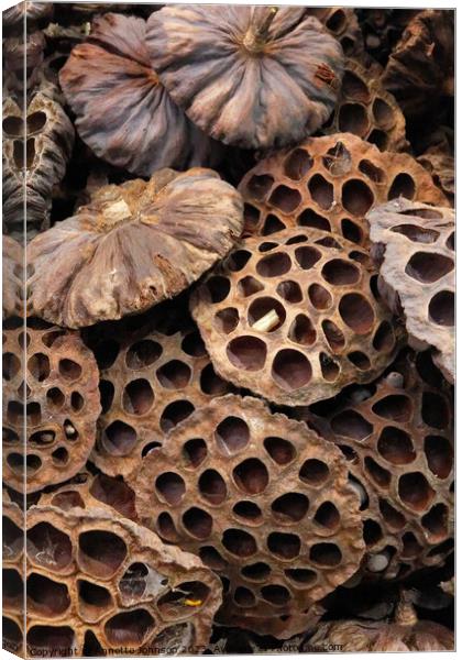 Dried lotus seed pod head Canvas Print by Annette Johnson