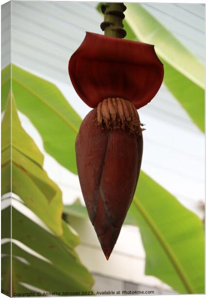 banana blossom or jantung pisang or Musa Paradisiaca on tree Canvas Print by Annette Johnson