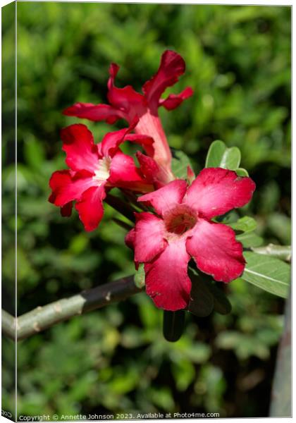 Adenium obesum Canvas Print by Annette Johnson