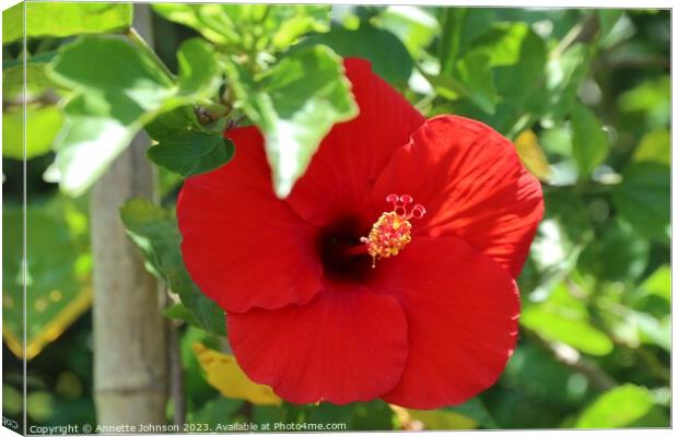 Red hibiscus flower Canvas Print by Annette Johnson