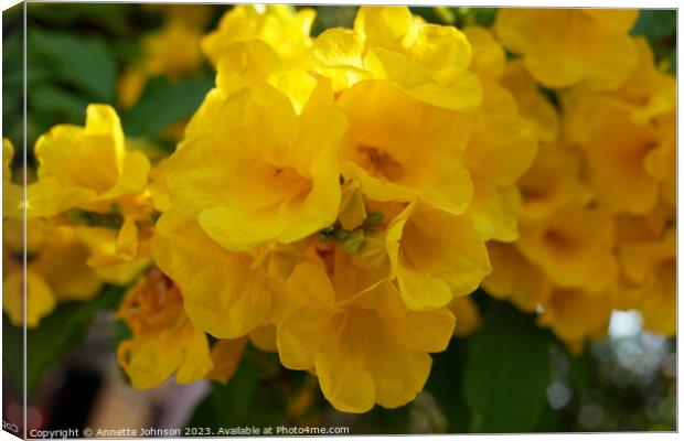 Yellow elder or Trumpetbush Canvas Print by Annette Johnson