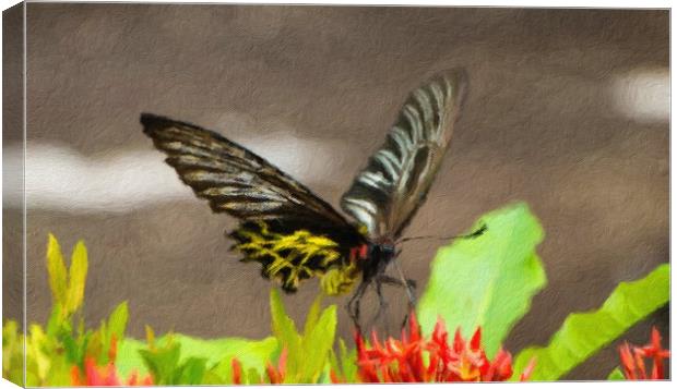 Golden Birdwing Butterfly Canvas Print by Annette Johnson