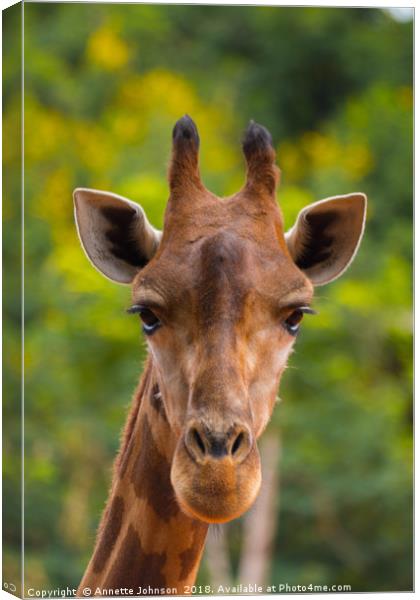 Giraffa Canvas Print by Annette Johnson