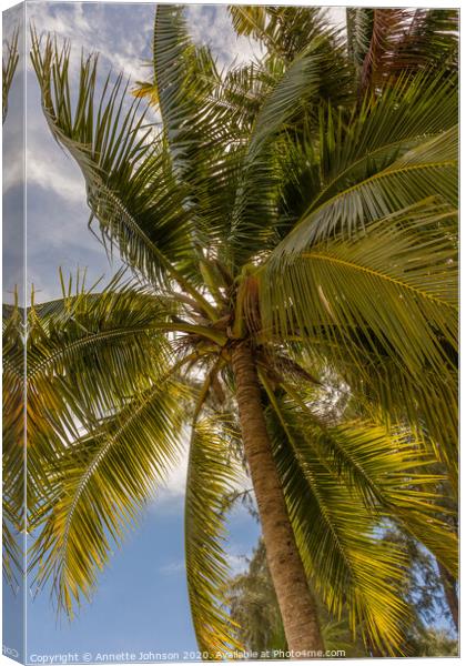 Coconut palm (cocos nucifera) Canvas Print by Annette Johnson