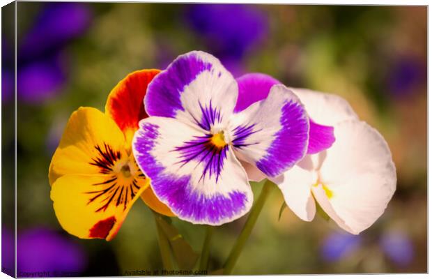 Pansies Canvas Print by Jeremy Sage