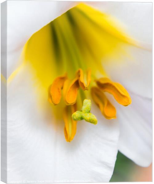Majestic Trumpet Lily in Kent Canvas Print by Jeremy Sage