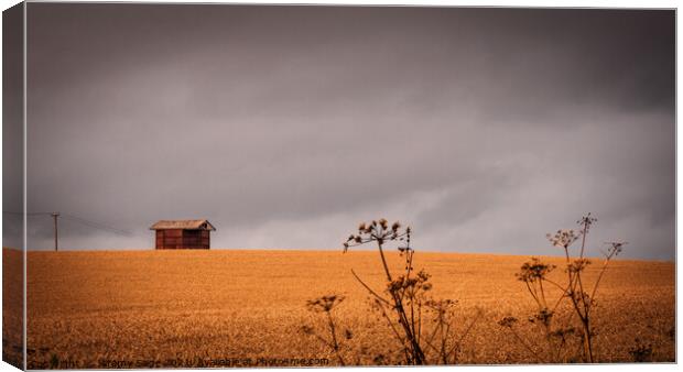 Solitude in the Field Canvas Print by Jeremy Sage