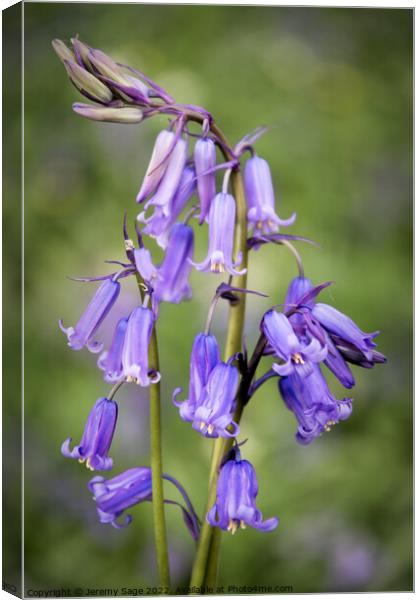 English Bluebells Canvas Print by Jeremy Sage